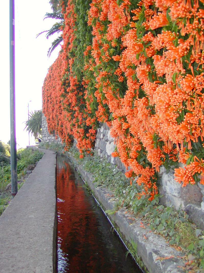 Vila Marta Funchal  Exterior foto